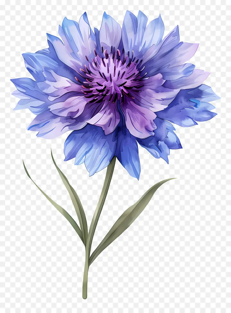 Blaue Blume - Blaue Blume mit dunklem Stiel und Hintergrund