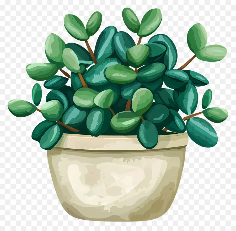 Crassula jade jade pflanzte pflanzte pflanzte saftige häusern pflanzen - Kleine grüne Jadepflanze im Tontopf