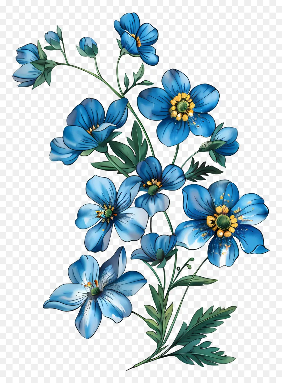 Vergiss mich nicht Blume vergessen-me-nicht blaue Blumen Bouquet schön - Schöner blaues Vergessen-Me-NOT-Bouquet auf schwarzem Hintergrund