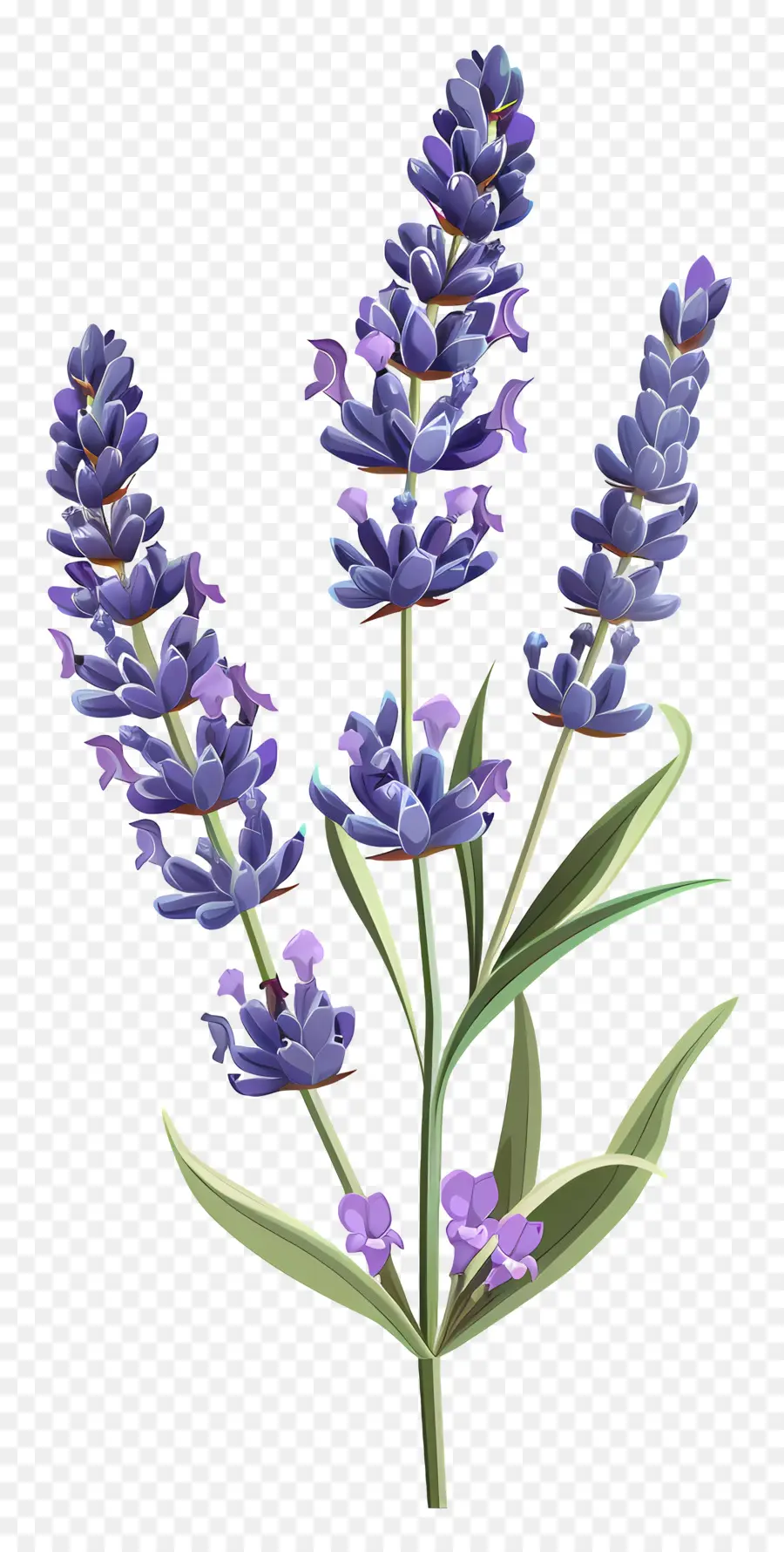 fiori di lavanda - Primo piano di fiori di lavanda, viola chiaro