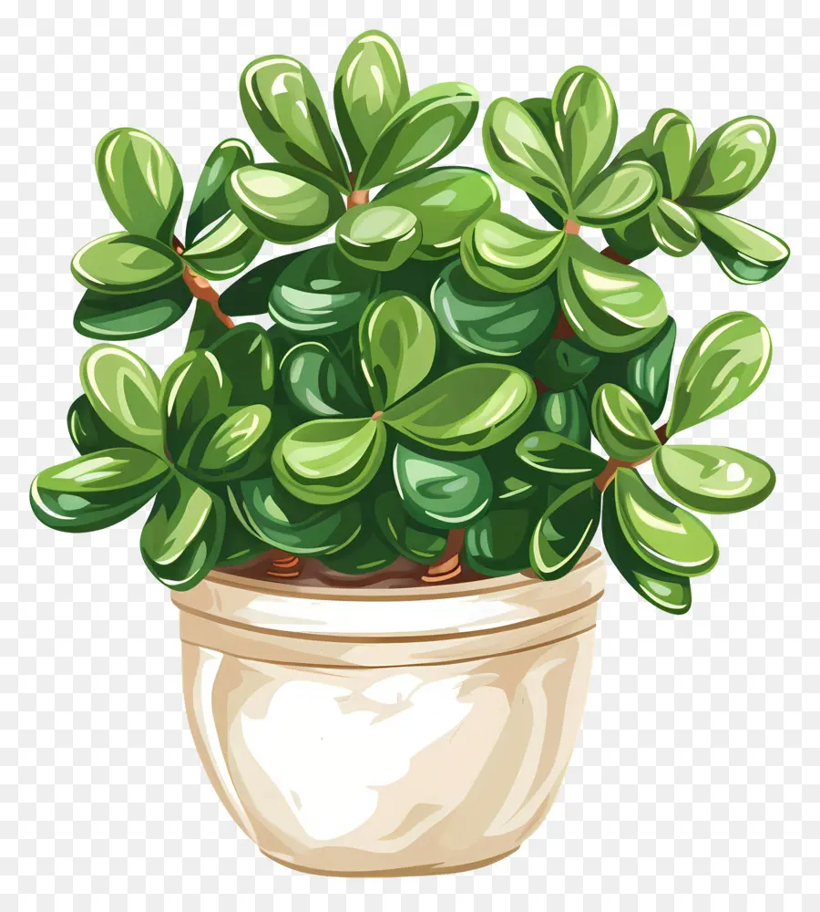 Crassula Jade Sukkulente Topfpflanze Fleischige Blätter grün - Kleine schlaffende Sukkulenten im leichten Topf mit glänzenden Blättern