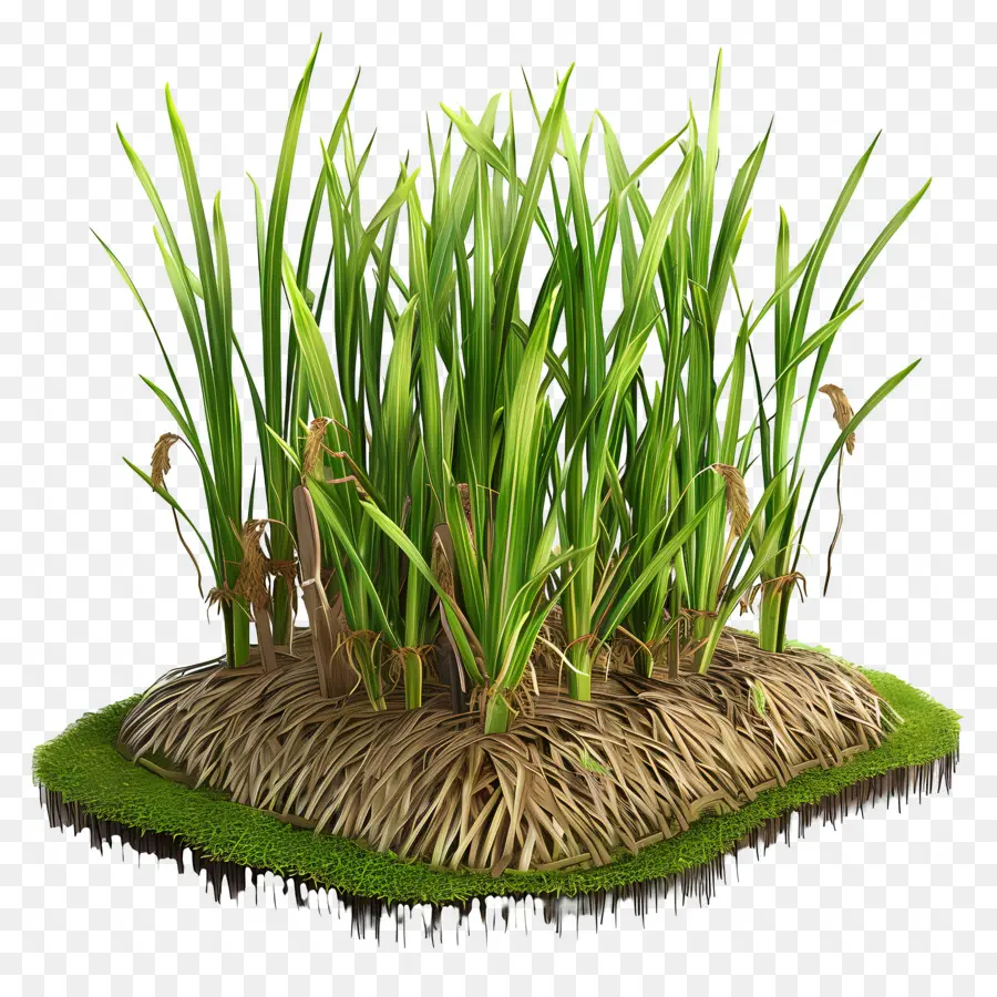 Paddy Crop Grass Earth Green Nature - Erba alta e verde in terreno morbido e umido