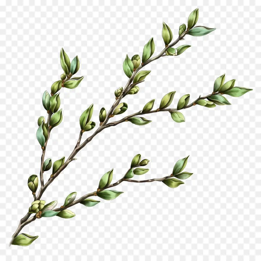 Weidenzweigblätterzweiggrüner Blätter Knospen Textur - Blätterzweig mit winzigen grünen Blättern, die sanft wiegen