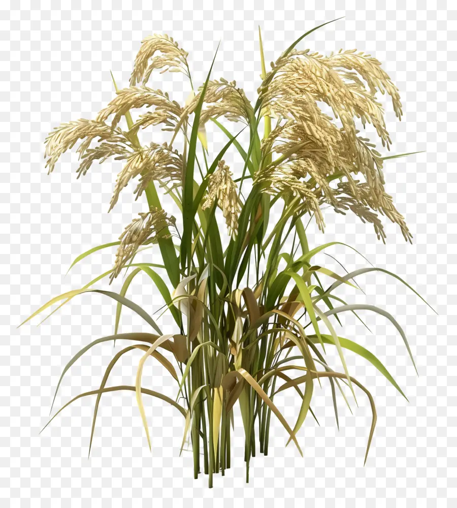 piante di riso piante di riso coltura agricola - Piante di riso bianco alte in campo