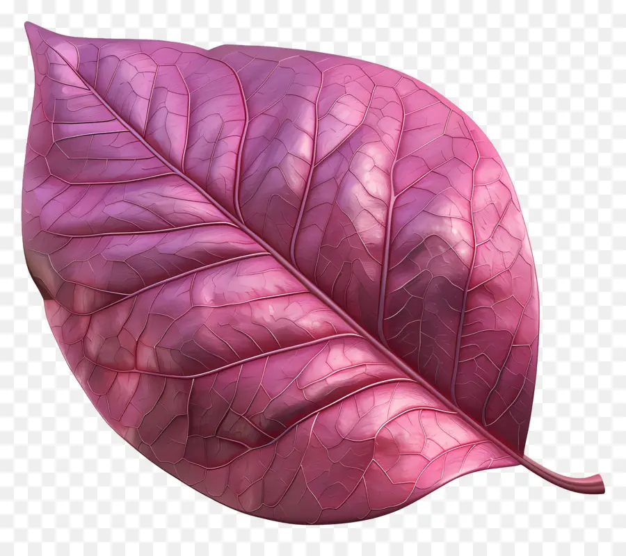 leaf pink leaf veins texture black background