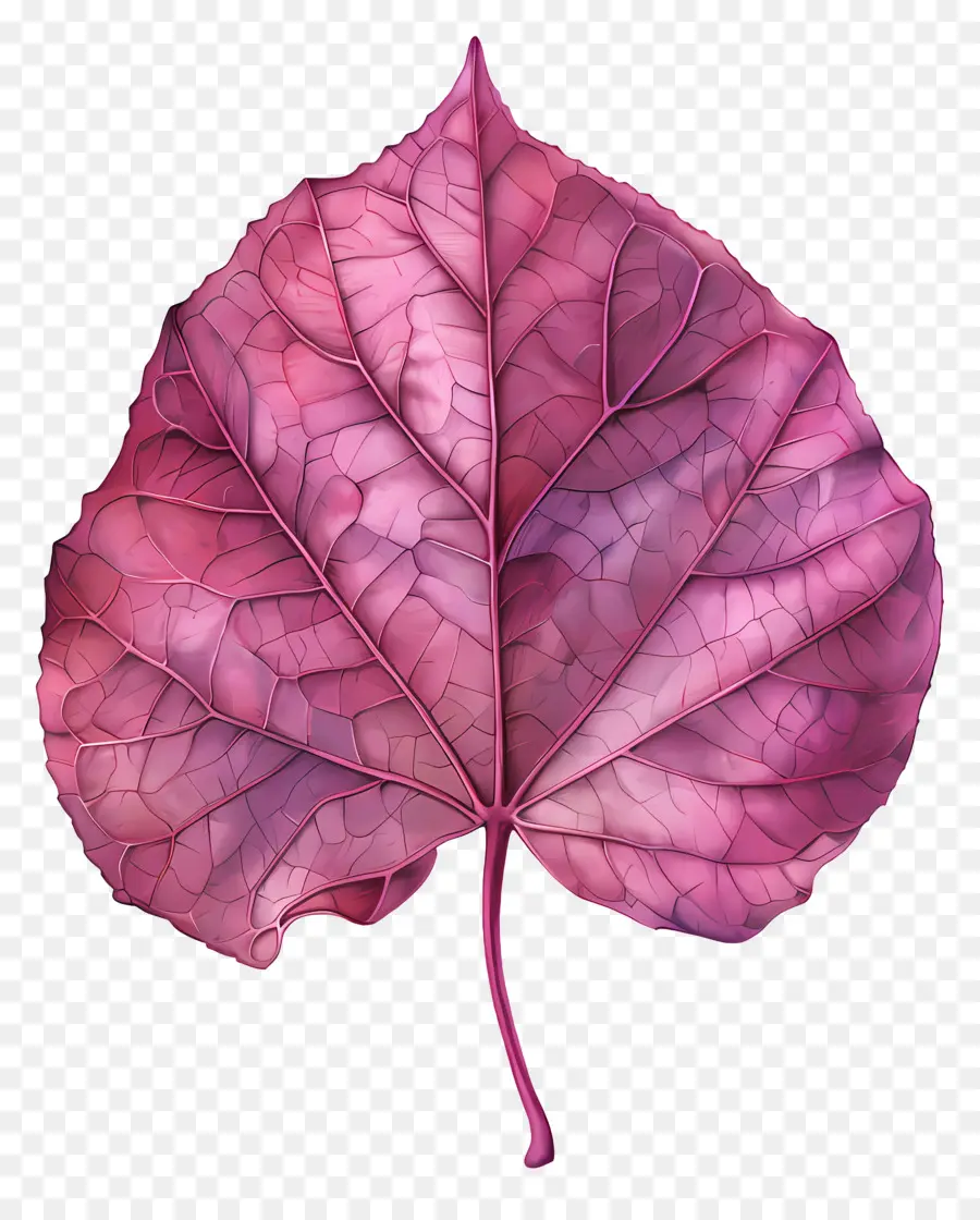 leaf pink leaf heart-shaped veins watercolor