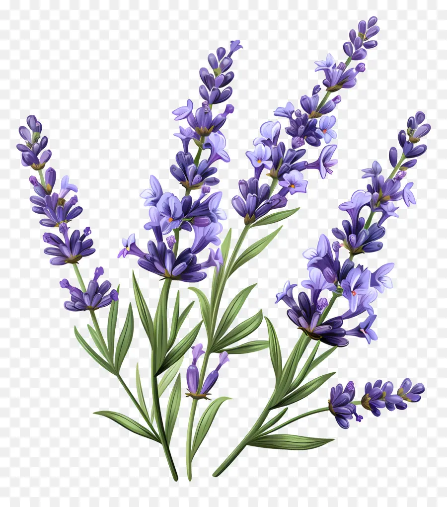 lavender flower