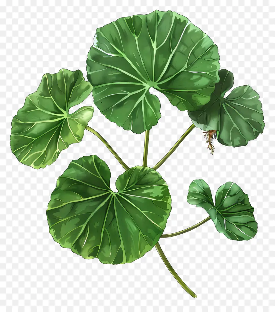 Centella asiatica foglie giganti giganti foglie verdi vene consistenza - Gruppo di foglie giganti verdi, lucenti e lisce