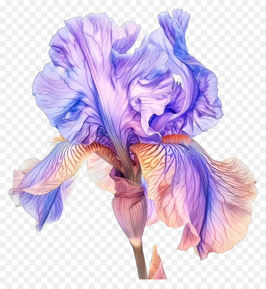 Iris Flower Iris Flower Purple Petali Petali rosa petali gialli - Fiore di iris con petali viola, rosa e gialli