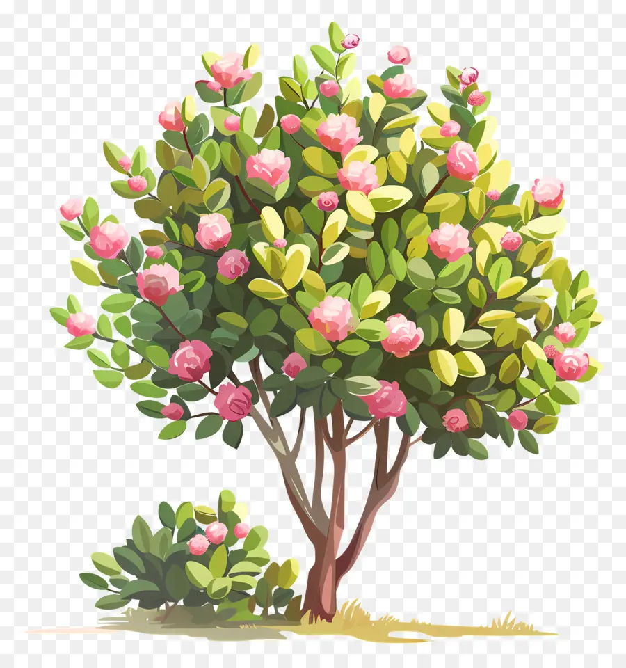 Shrubrosa Blütenbaumblüten grünes Gras Hügel Seite - Rosa blühender Baum auf grasbewachsenem Hügel gelassen