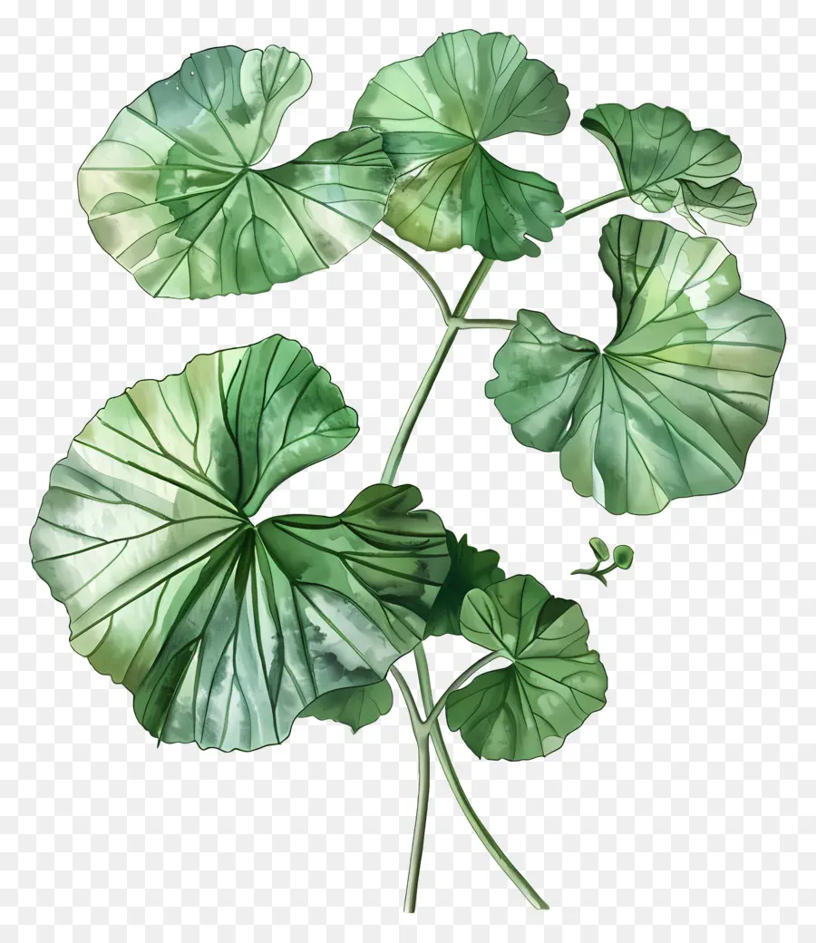 Centella asiatica pianta che dipinge foglie verdi foglie vibranti colori lucenti - Pianta a foglia verde vibrante su sfondo nero