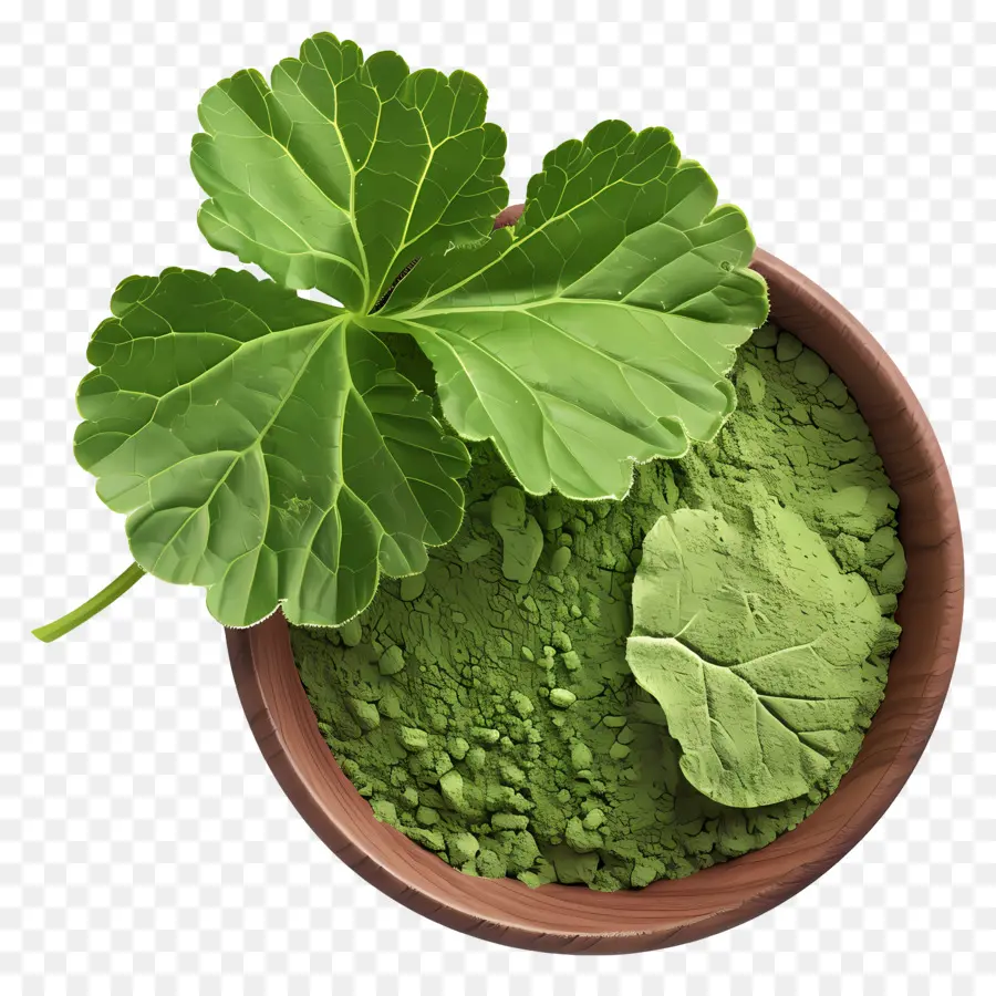 gotu kola polvere matcha in polvere verde foglie di consistenza fine setacciatura - Polvere di matcha, foglie, fresco, vibrante, sfondo nero