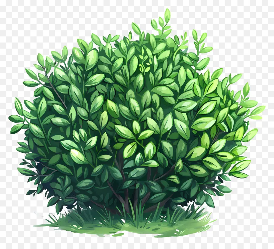 Strauchgrün -Buschstrauchblätter Äste - Grüner Busch mit Blättern, keine anderen Objekte