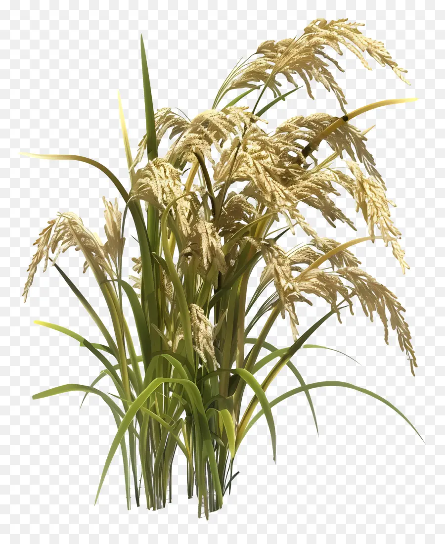 Reispflanze Reislandwirtschaft Golden Reisernte - Goldene Reisstiele schwanken in der Feldbrise