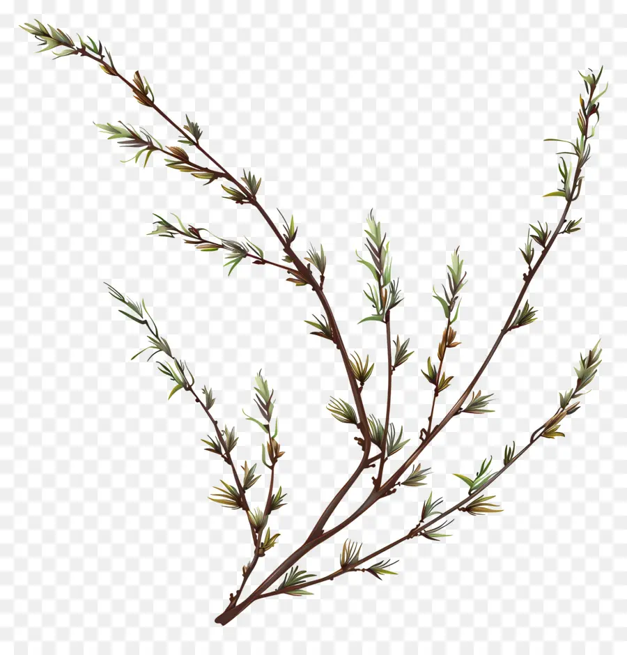 ramo di ramo di salice rami piccoli foglie in bianco e nero - Ramo albero monocromatico con piccole foglie