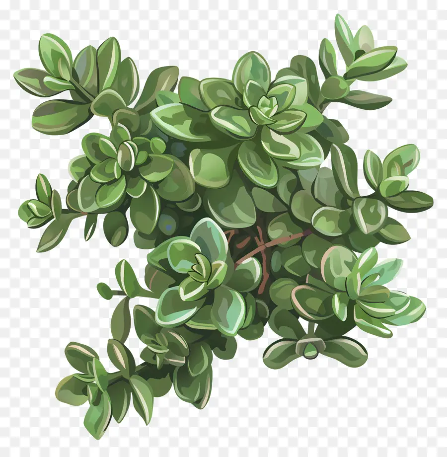 Crassula Jade Plant Green Foglie bianche foglie a forma di ovale - Pianta verde con fiori bianchi su sfondo nero