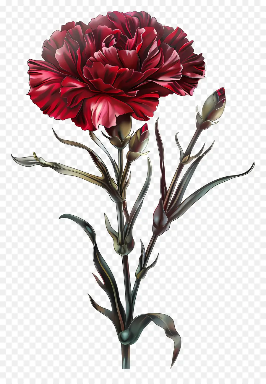 Hoa cẩm chướng hoa màu đỏ hoa cẩm chướng hoa màu xanh đậm lá cây sắp xếp - Hoa hoa cẩm chướng màu đỏ rực rỡ trên nền đen