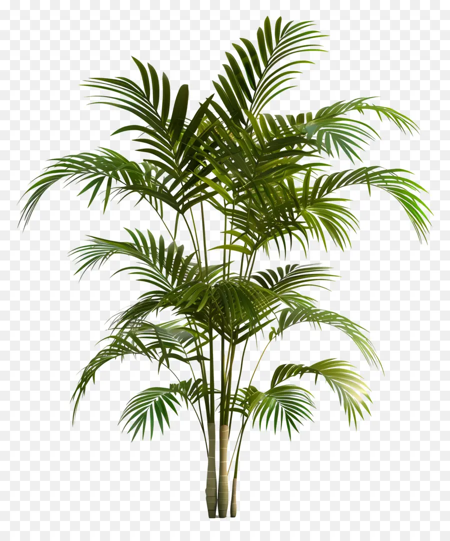 albero di palma - Immagine realistica della palma ondeggiante