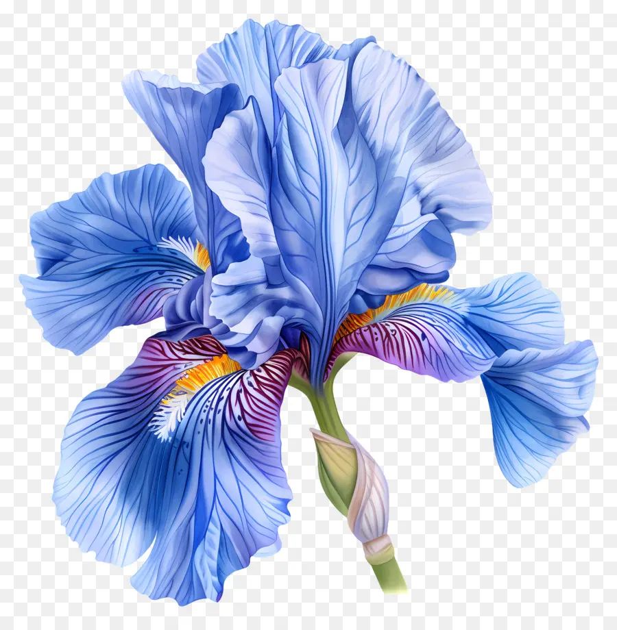 blu fiore di iris - Fiore di Iris blu realistico su sfondo nero