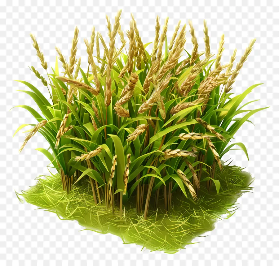 Paddy Crop Rice Piante di riso agricoltura Crescita delle colture - Piante di riso verde alte in campo marrone