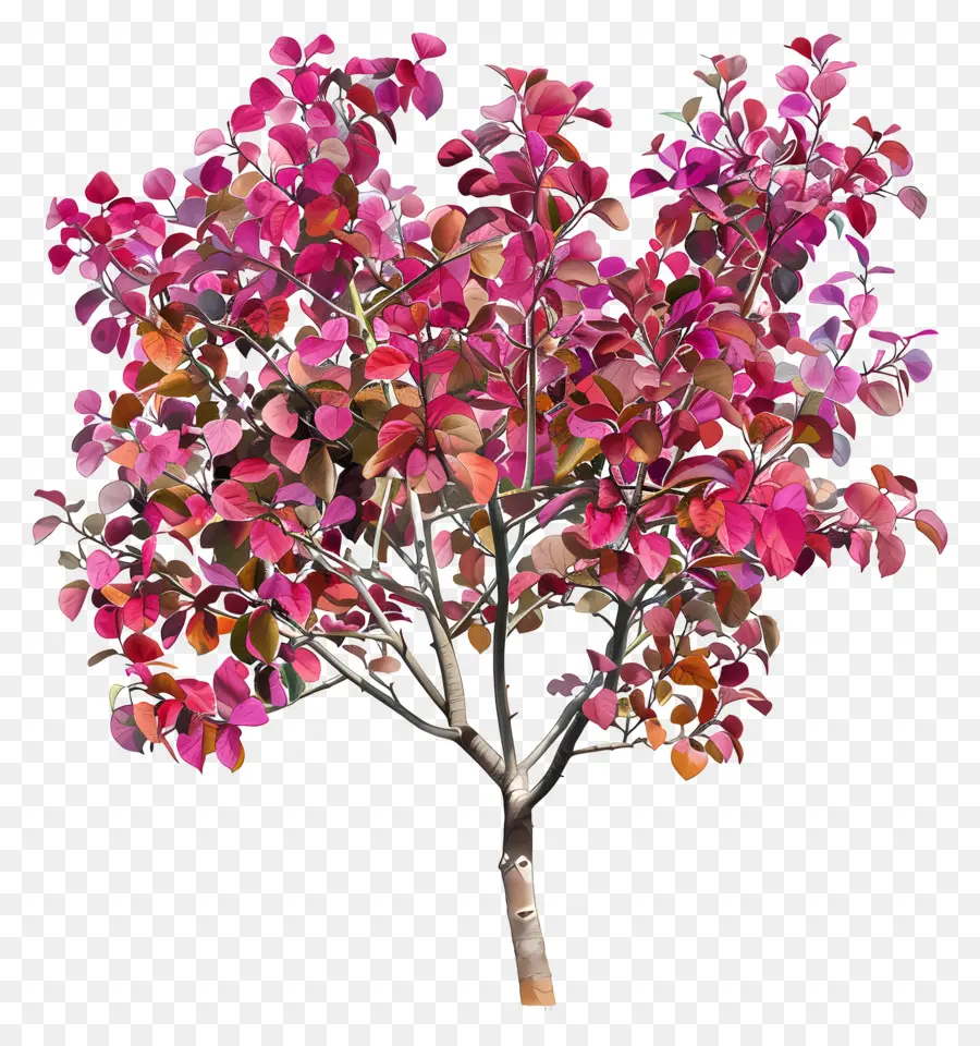 Judas cây mùa thu màu hồng cây đỏ lá màu cam lá dày đặc - Cây màu hồng sống động với những tán lá đậm đặc