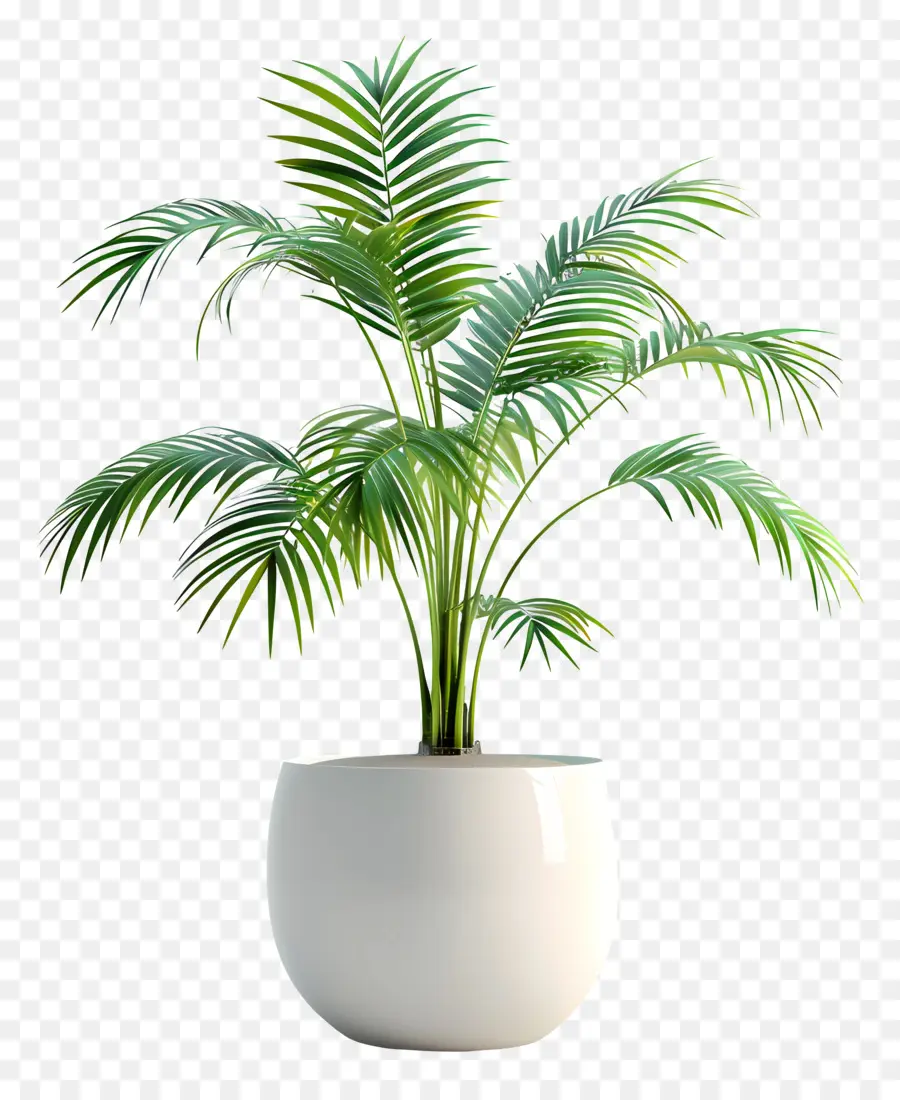 areca palma da palma bianca fioriera in porcellana foglie di palma verde sfondo nero rappresentazione pianta realistica - Fioriera bianca con foglie di palma verde, ombra