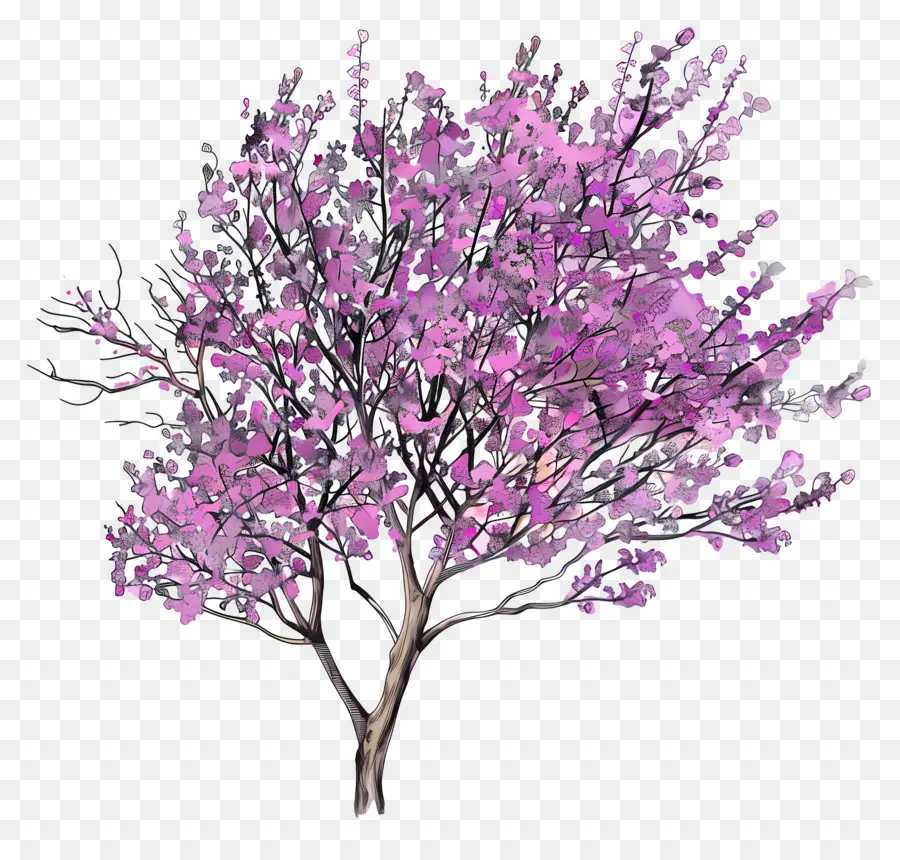 Judas Tree Pink Blüte Baum Natur Schönheit Elegantes Baum Einfaches Aussehen - Pink Blühsbaum, der zum Himmel greift
