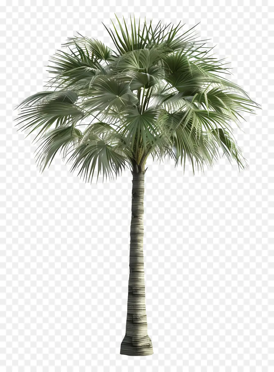 albero di palma - Rendering 3d di palme swaying