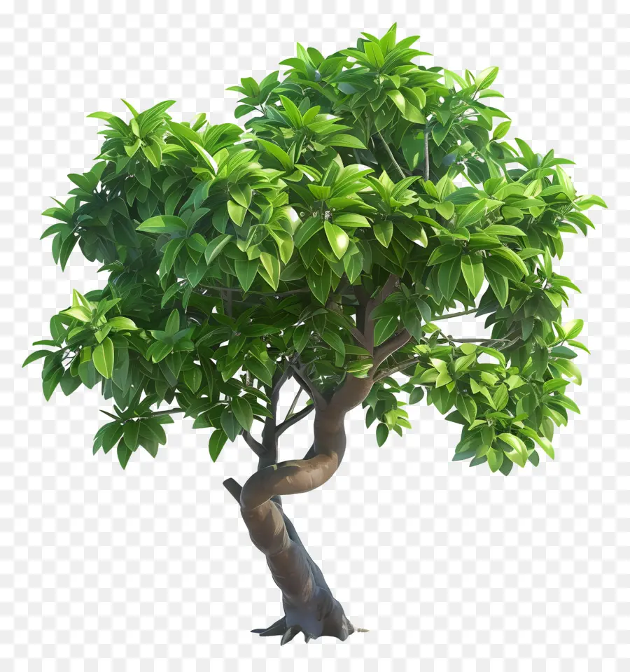 Palmbaumbaumgrüne Naturzweige - Großer grüner Baum ohne Wurzeln