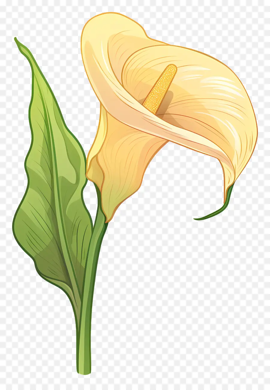 Calla Lily Calla Lily Blumengelbe Blütenblätter - Gelbe Calla -Lilie mit grünen Blättern