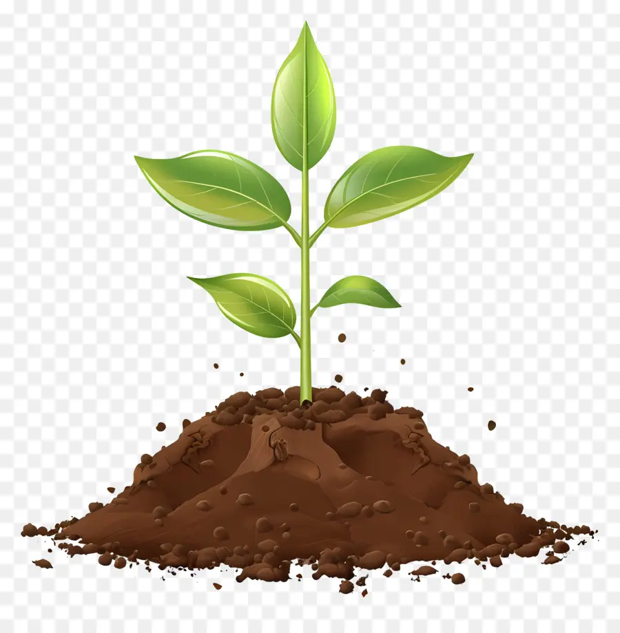 Splant del suolo Gruppo vegetale del suolo gambo vegetale verde - Piccola pianta che cresce nel terreno scuro
