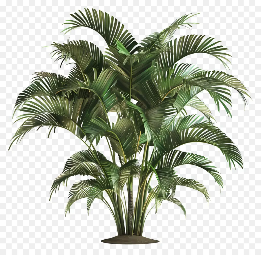 albero di palma - Palma 3D realistica su sfondo nero