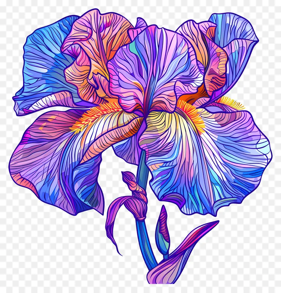 Blaue Iris Blume - Blaue und lila Irisblüte Zeichnung