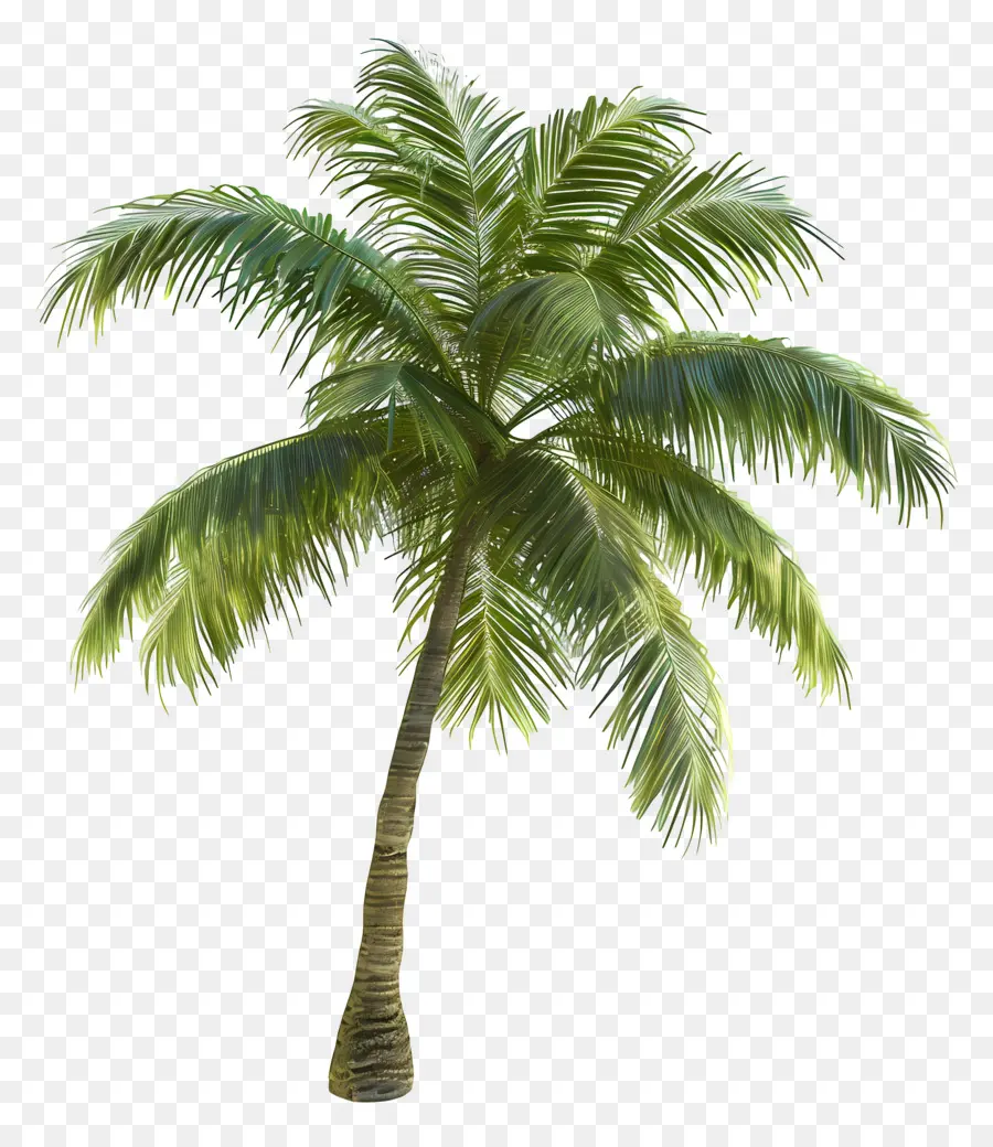 Kokospalme - Hohe Palme mit einzelnen grünen Blatt