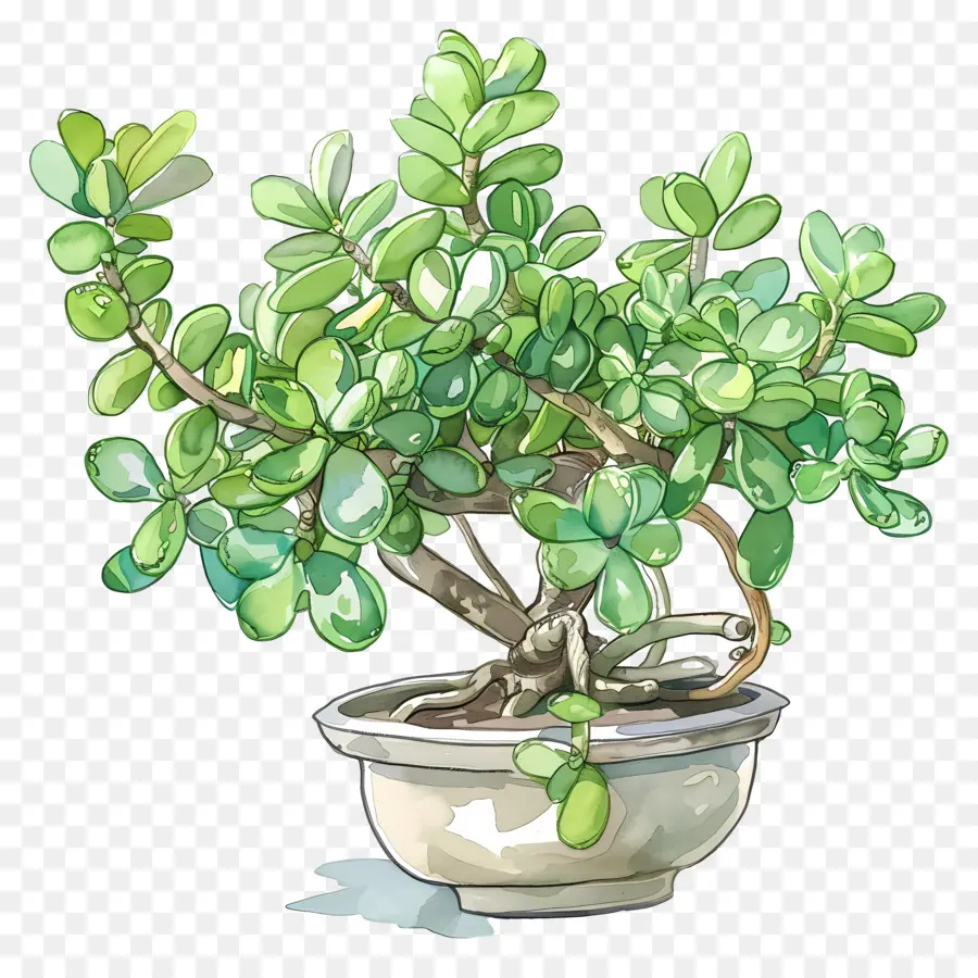 Ripple Jade Plant Cây bonsai Cây nhỏ trong nhà Lá xanh - Nhà máy cây cảnh trong bình trắng, không hoạt động