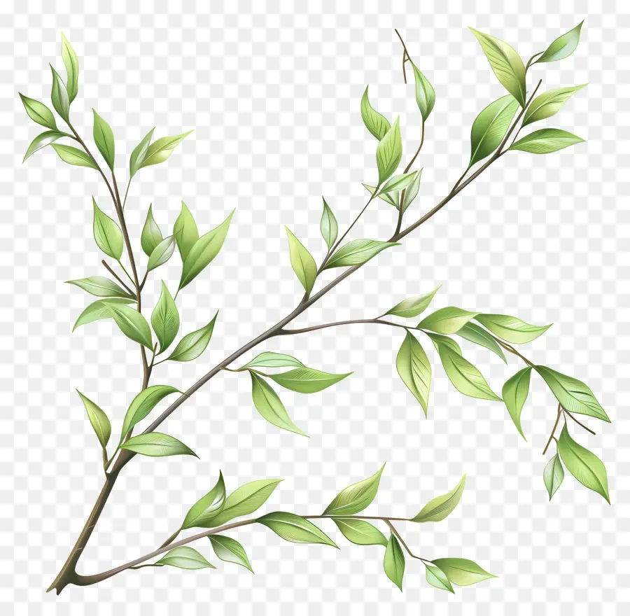 ramo di albero - Ramo di albero galleggiante con foglie verde chiaro