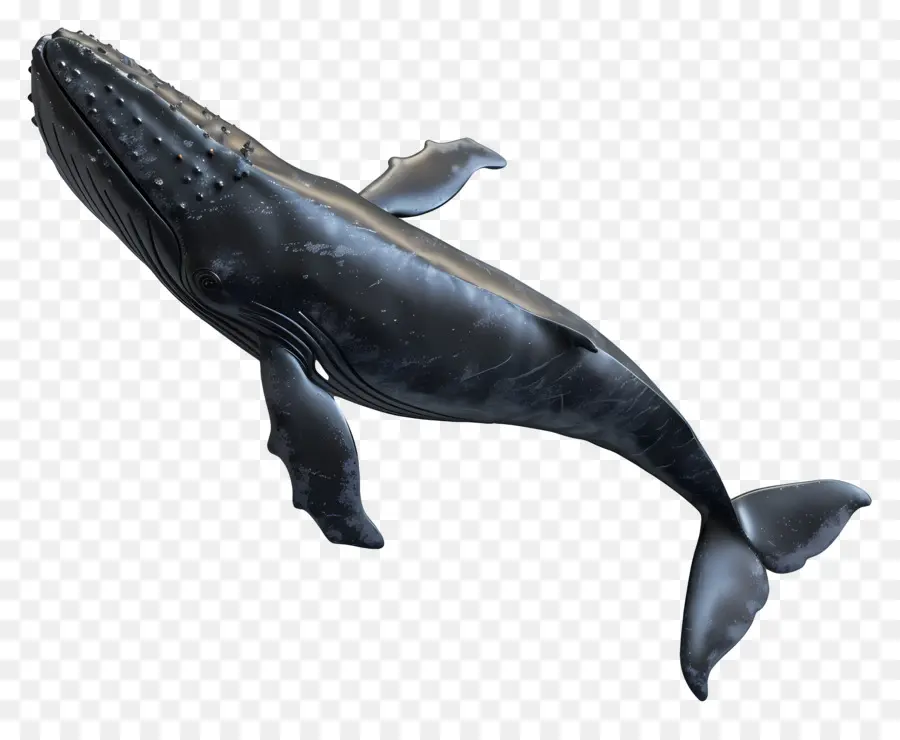 Whale Whale Ocean Marine Life Swimming - Grande balena grigia che nuota verso l'alto in acqua