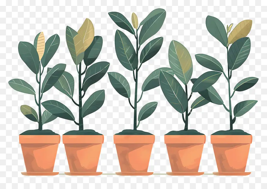 Gummibaum - Fünf Topfpflanzen ohne Hintergrund