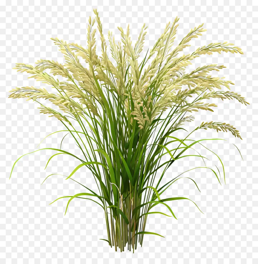 pianta di riso vaso erba decorazione verde - Erba in vaso con sfondo nero