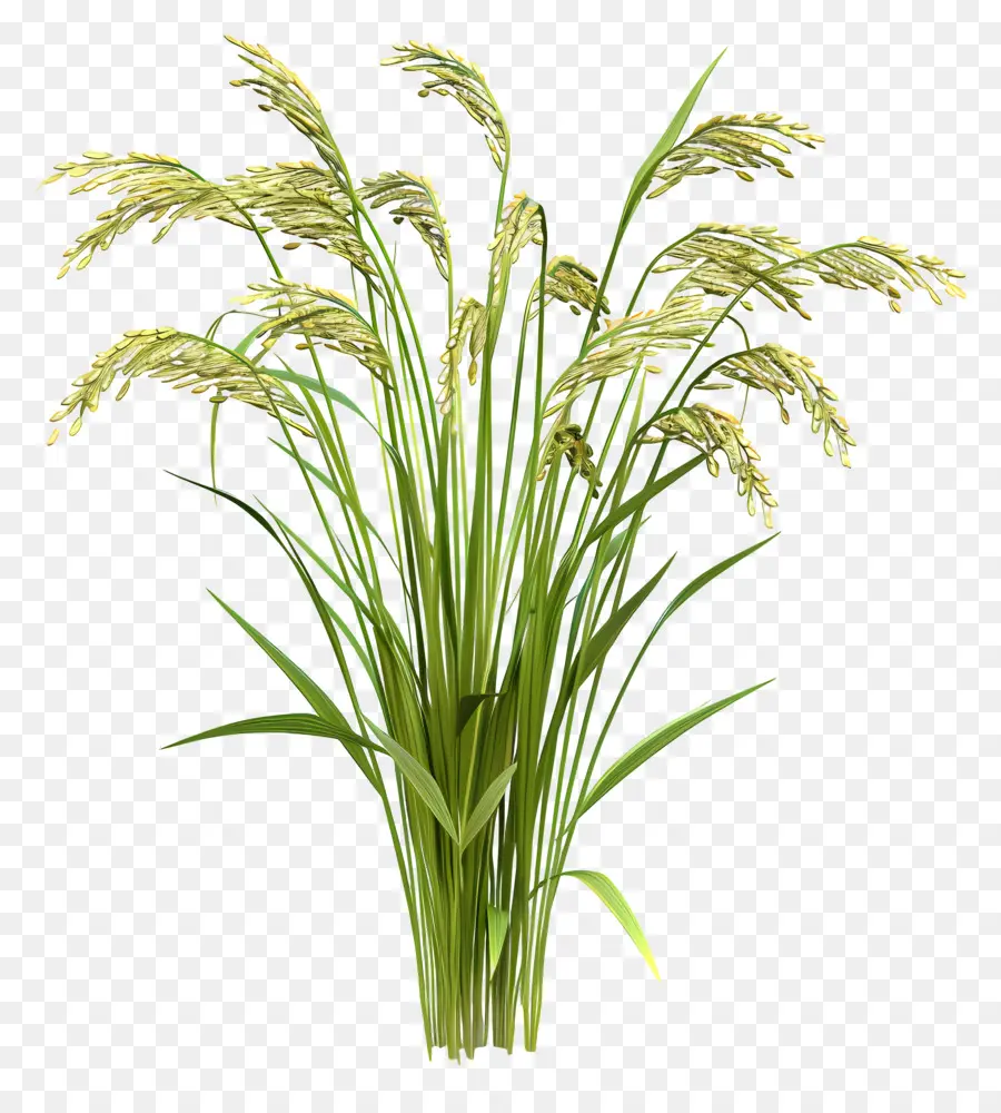 Reisanlagen -Reispflanzen Vase Anordnung grüne Pflanzen braune Pflanzen - Reisanlage in Vase mit Wassertröpfchen