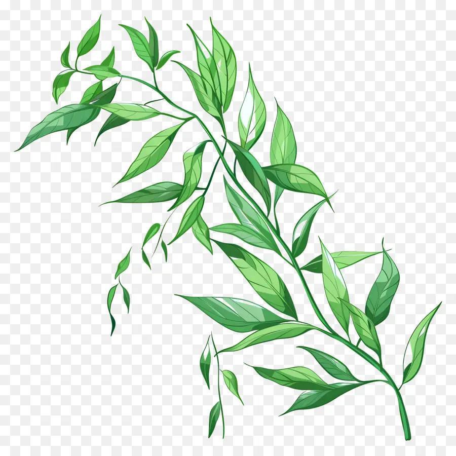 Weidenblätter pflanzliche grüne Blätter Nahaufnahme V-förmiges Muster - Nahaufwand mit Wassertropfen auf Blättern