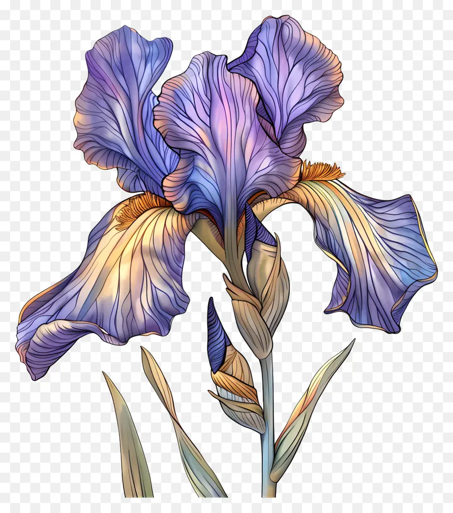 Vườn Hoa - Hoa Iris màu xanh và tím trên nền đen