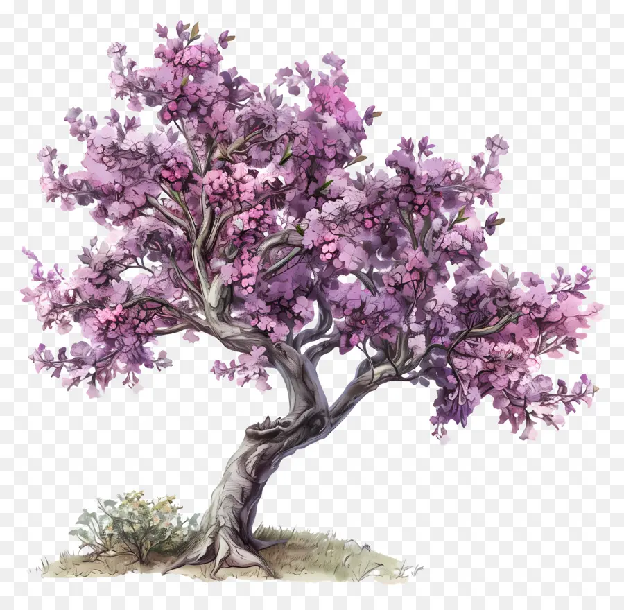 I rami dell'albero in fiore viola dell'albero di Giuda lascia petali rosa - Albero fiorito viola con rami densi e petali rosa