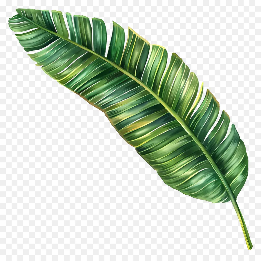 Kokos Blatt - Lang, gebogen, grünes Bambusblatt schwimmt