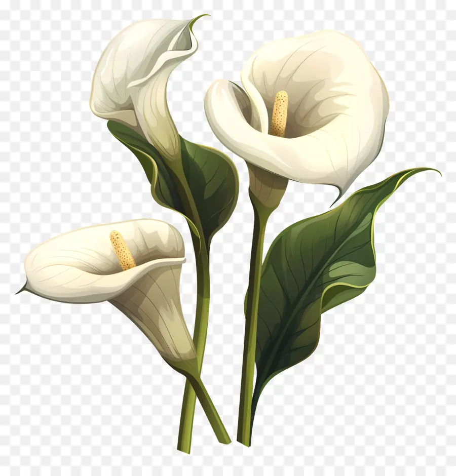 Calla Lily Calla Lilies Fiori bianchi Fiori sacri cerimonie religiose - Eleganti gigli bianchi in fiore