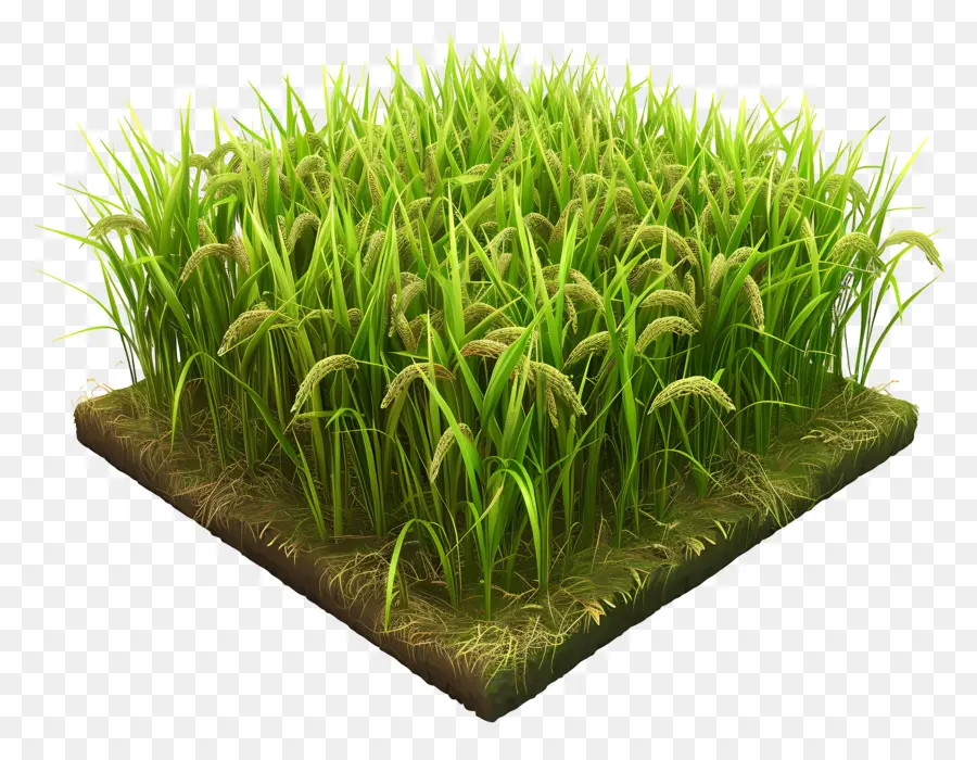 Rice Paugy Rice Piante di riso verde erba alberi - Vista ravvicinata del campo di riso ed erba