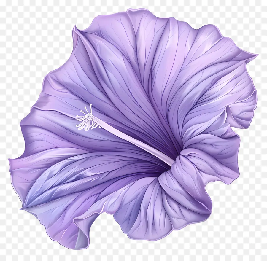 florales Design - Große lila Hibiskusblume auf schwarzem Hintergrund