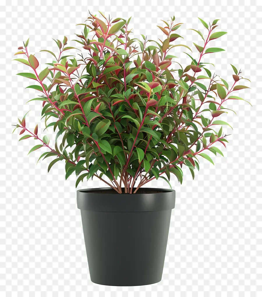 piccolo albero - Pianta in vaso circolare con foglie rosse, rosa e verdi