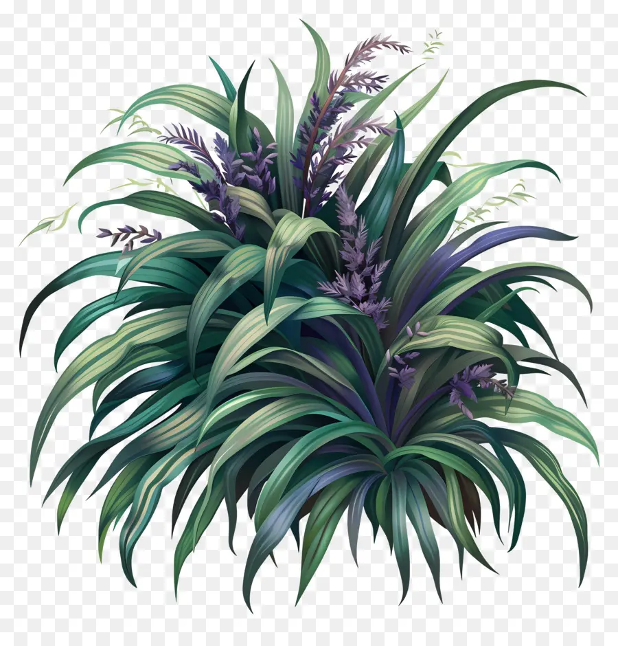 variegated liriope green plant purple flowers shrub dark green leaves