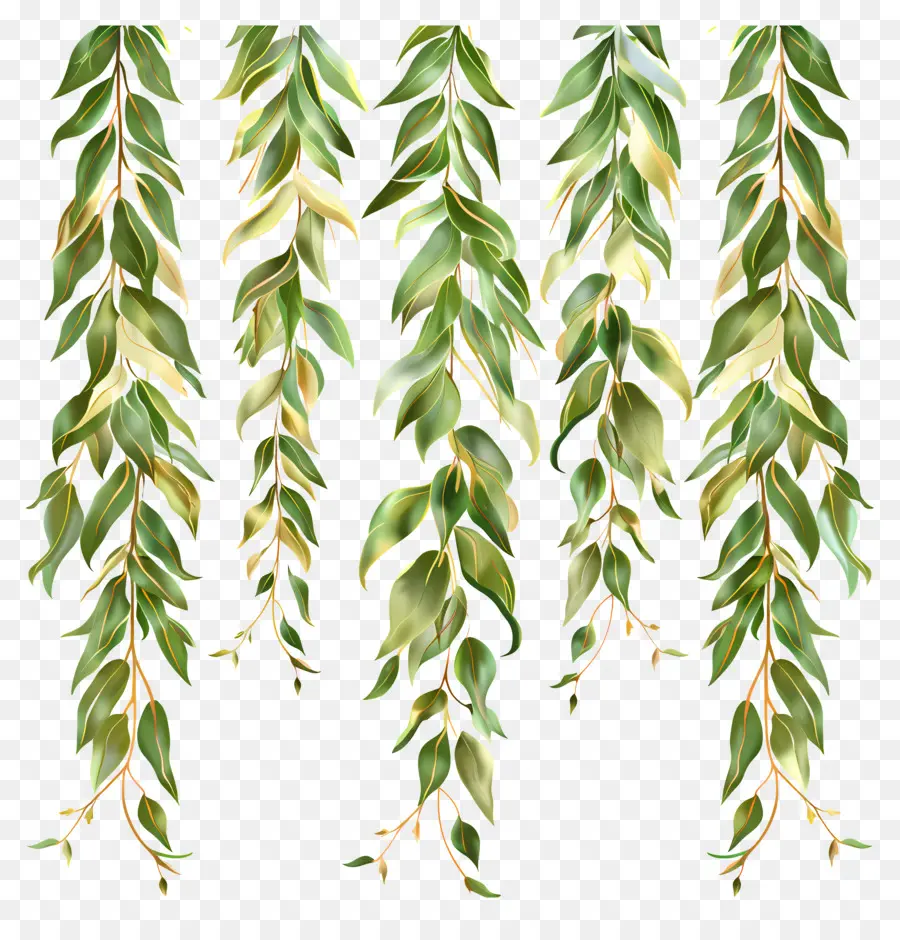 Hängende Weidenblätter Eukalyptus Blätter Zweig grün - Eukalyptusblätter mit hellgrüner Farbe